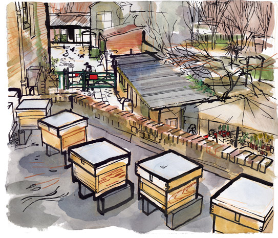 lucinda rogers illustration country living london beehive hackney city farm rooftop