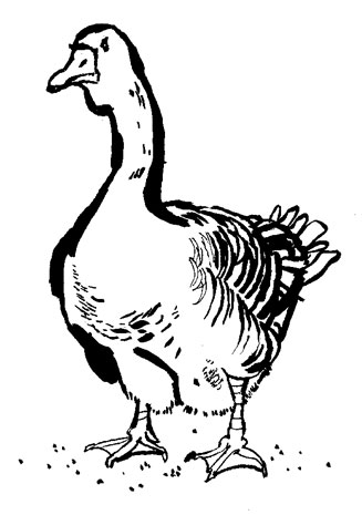 lucinda rogers book illustration jules renard histoires naturelles goose